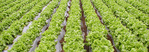 For fertilizer (Soil conditioner)