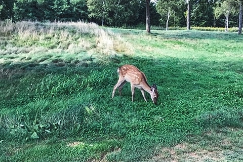 ゴルフ場で鹿に遭遇したときの写真です